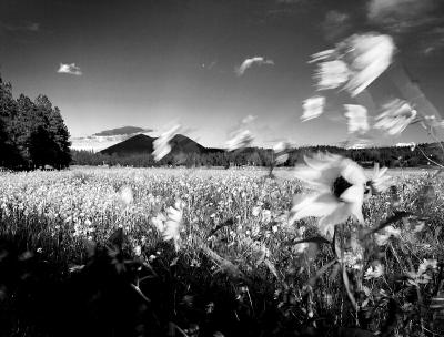 Wild Sunflowers on a Windy Day