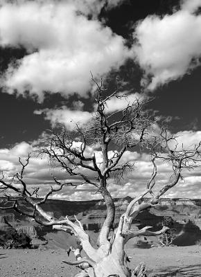 Dead Pine, Grand Canyon