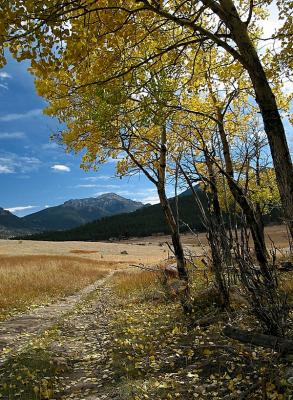 Aspens Over Longs Peak