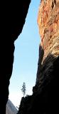 Lone Pine in Zion