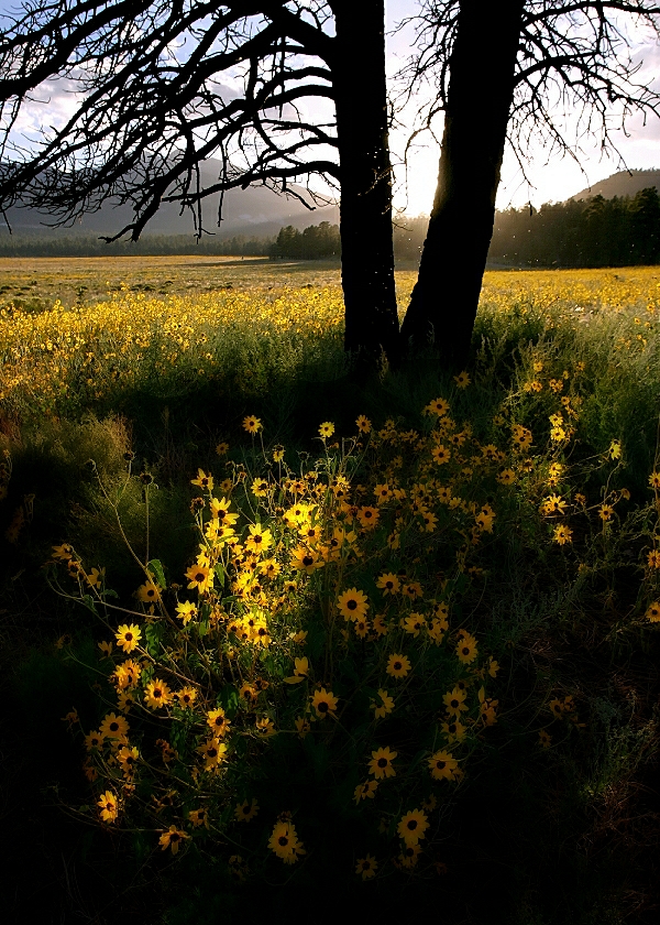 Sunflowers and Pine, Sunset