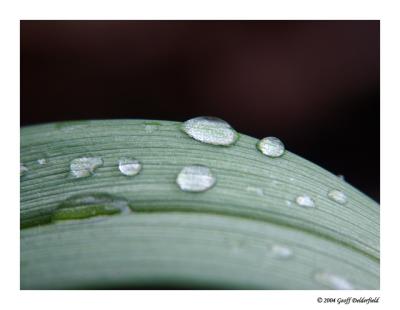 rain on plant