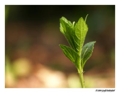 Spring's newborn