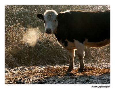 cow breath