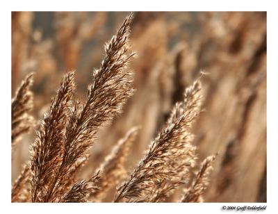 wheat