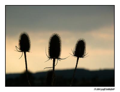 thistles.jpg