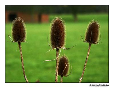 thistles 2.jpg