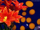 glass flowers through shop window