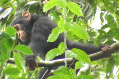 little-chimp.JPG