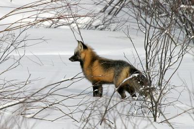 Winter Fox