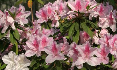 azaleas 1.jpg