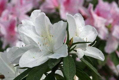 azaleas 2.jpg