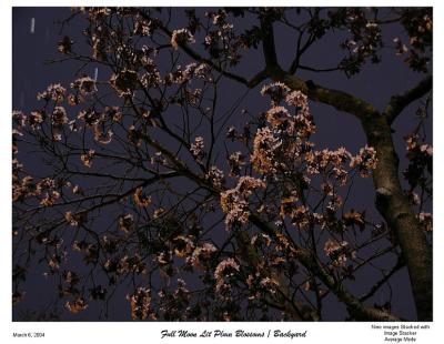 Moon Lit Blossoms Plum tree