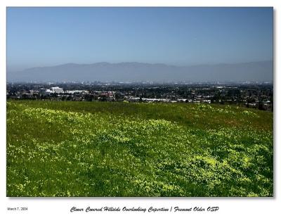 Hill covered Clovers overlooking Cupertino