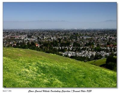 Hillside covered clovers with view of San Jose and Mt Ham