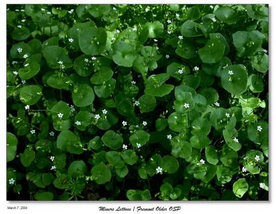 Bunch of Miners Lettuce