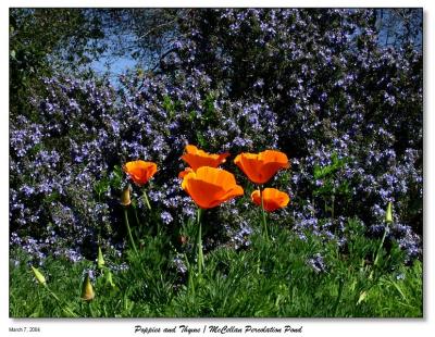 Poppies and the blue Thyme flowers