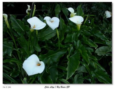 u41/bryan_murahashi/medium/26929121.DSCN4564_CalaLilys_WP.jpg