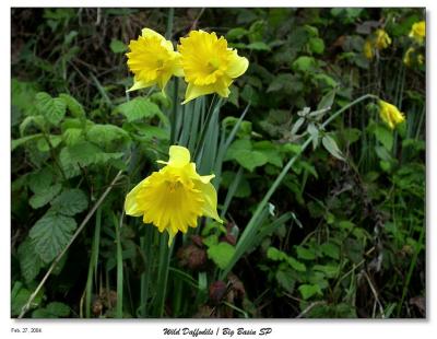 u41/bryan_murahashi/medium/26929125.DSCN4569_WildDaffodils_WP.jpg