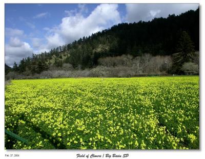 Field of Clovers