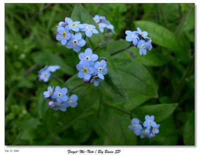 Forget Me Nots