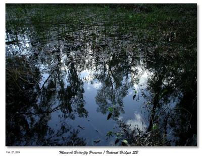 Pond Reflection at the Monarch Butterfly Preserve