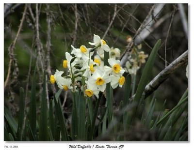 WIld Daffodils