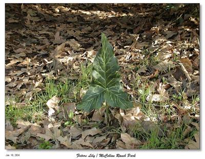 Future Lily flowers