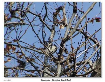 Woodpecker