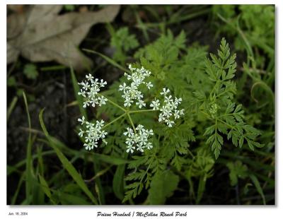 Poison Hemlock