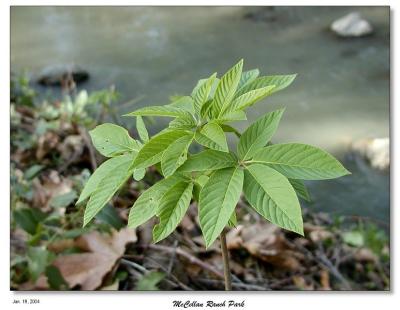 New Leaves