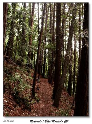 Trail thru the Redwoods