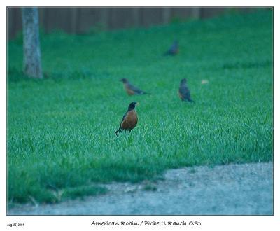 Robins at Pichetti Ranch OSP