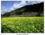 Field of Clovers