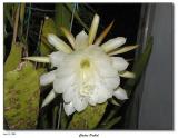 Flashed Epiphyllum