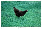 Rooster