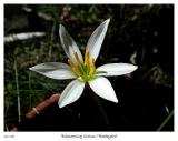 Crocus blossoming in the yard