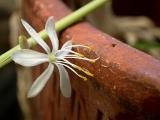 Tiny White Flower