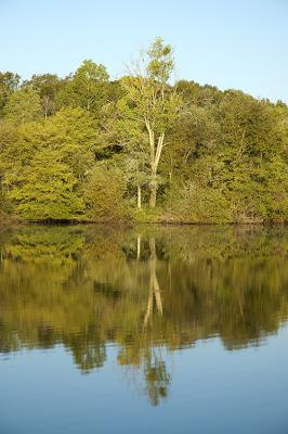 Spring Lake Tree