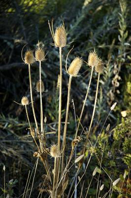 Thistle