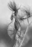 Milkweed B&W Inverted