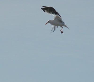 u41/camare/medium/26943624.seagull_flying8971r.jpg