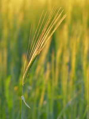 Golden Corn