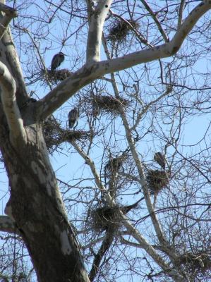 Blue Heron Rookery on Bath Road