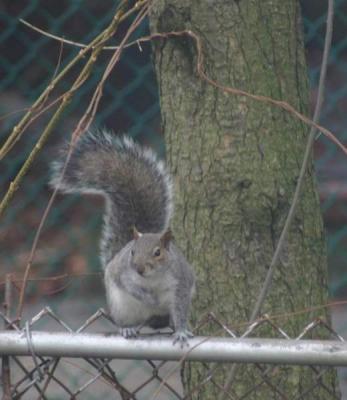 u41/canon_300d/medium/27040985.Squirrel383.jpg