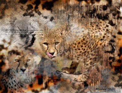 Cheetah-collage-1.jpg