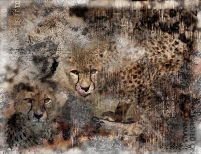 Cheetah-collage-final.jpg