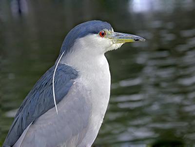 Black Crowned Night Heron Portrait