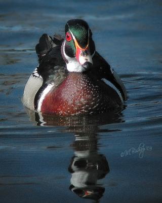 Wood-duck-closeup.jpg