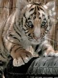 Baby Bengal Tiger